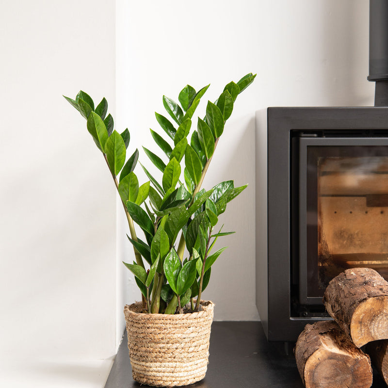ZZ Plant