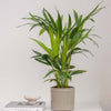 Kentia Palm