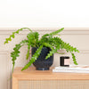 Fishbone Cactus