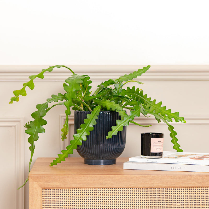 Fishbone Cactus
