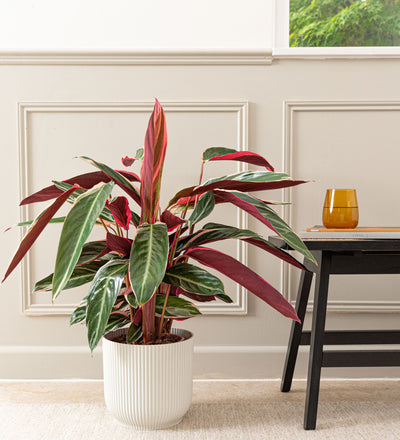 Calathea Stromanthe Triostar