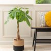 Money Tree