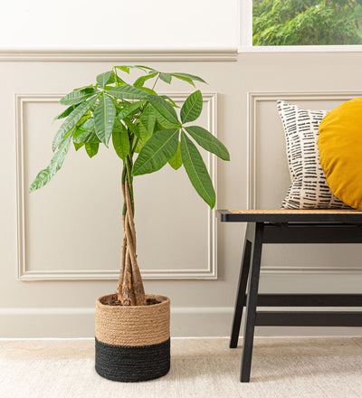 money tree plant uk Money Tree