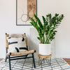 ZZ Plant