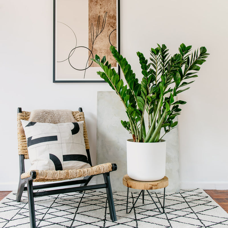 ZZ Plant