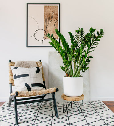 zz plant decoration ZZ Plant (Zamioculcas Zamiifolia)