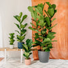 Fiddle-Leaf Fig