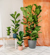 Fiddle-leaf Fig