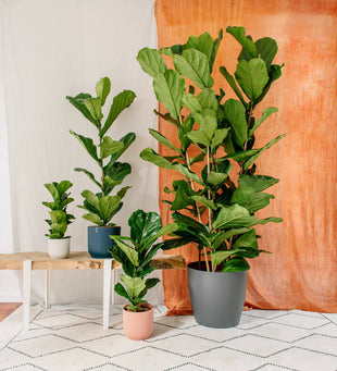 Fiddle-Leaf Fig