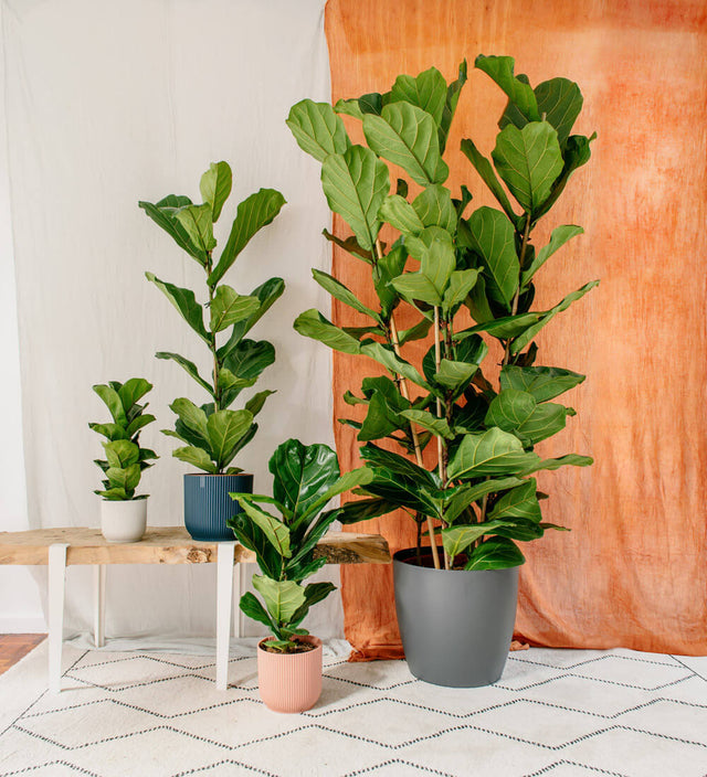 Fiddle-leaf Fig