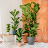 Large Fiddle-Leaf Fig
