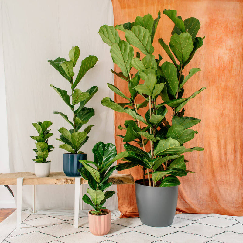 Large Fiddle-Leaf Fig