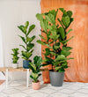 Large Fiddle-Leaf Fig