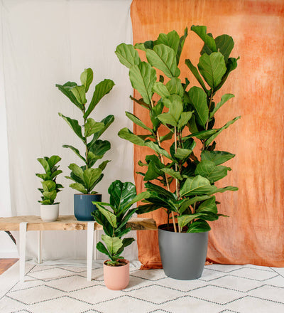Large Fiddle-Leaf Fig