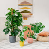 Swiss Cheese Plant