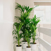 Kentia Palm