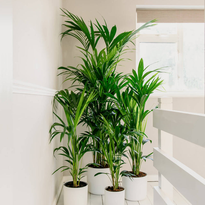 Kentia Palm
