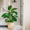 Large Peace Lily