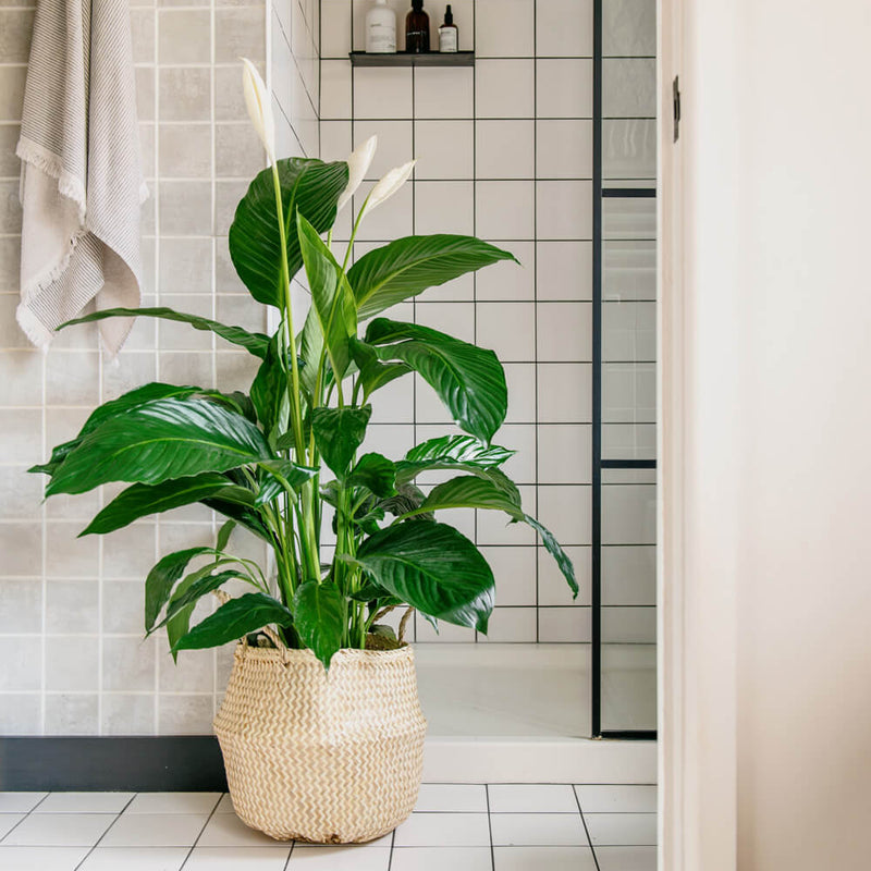 Large Peace Lily