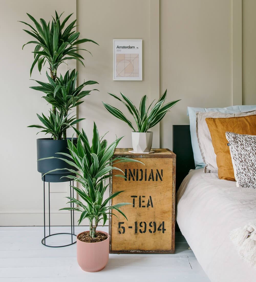 Large Dracaena Fragrans Warneckei
