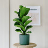 Fiddle-Leaf Fig