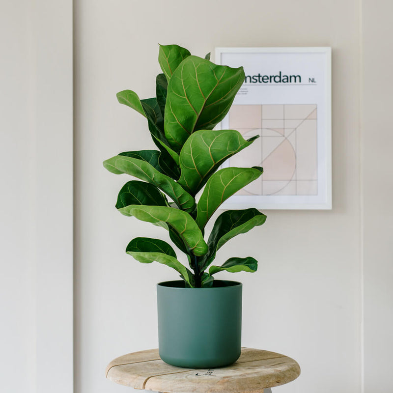 Fiddle-Leaf Fig