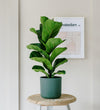 Fiddle-Leaf Fig
