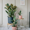 Ficus Robusta Tineke