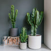 Euphorbia Trigona Cactus