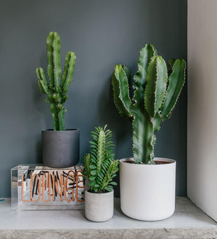 Euphorbia Trigona Cactus