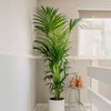 Large Kentia Palm