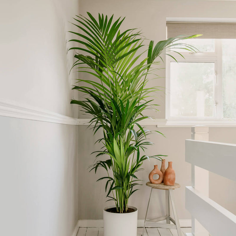 Large Kentia Palm