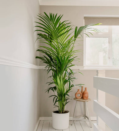 Large Kentia Palm