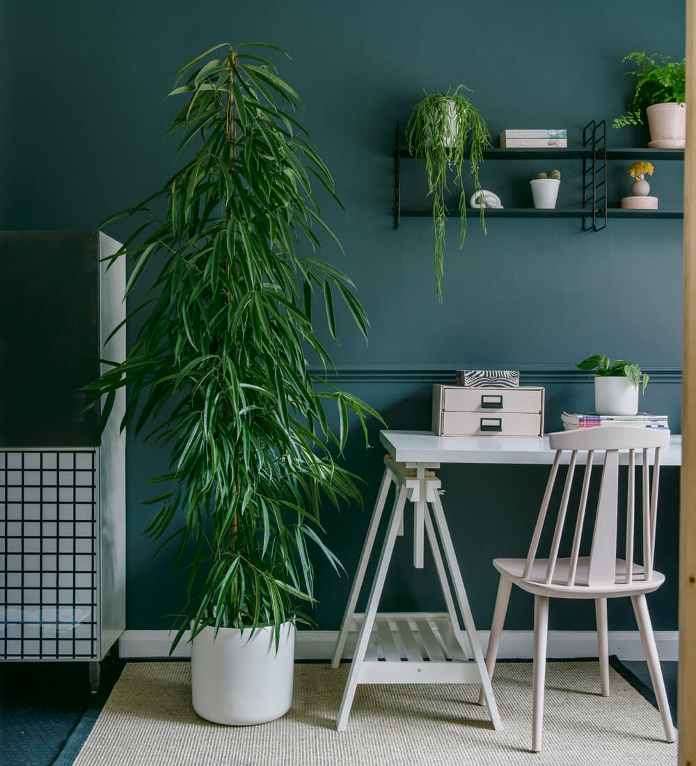 Ficus Amstel King