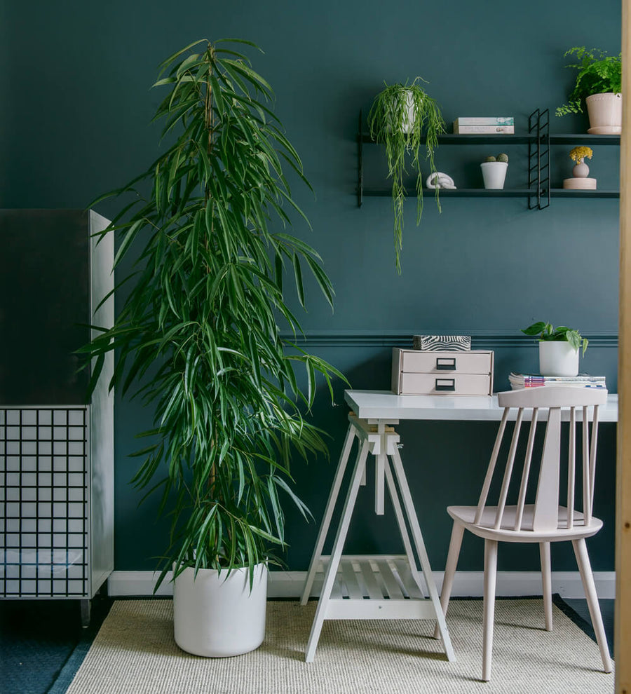 Ficus Amstel King