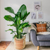 Large Bird of Paradise