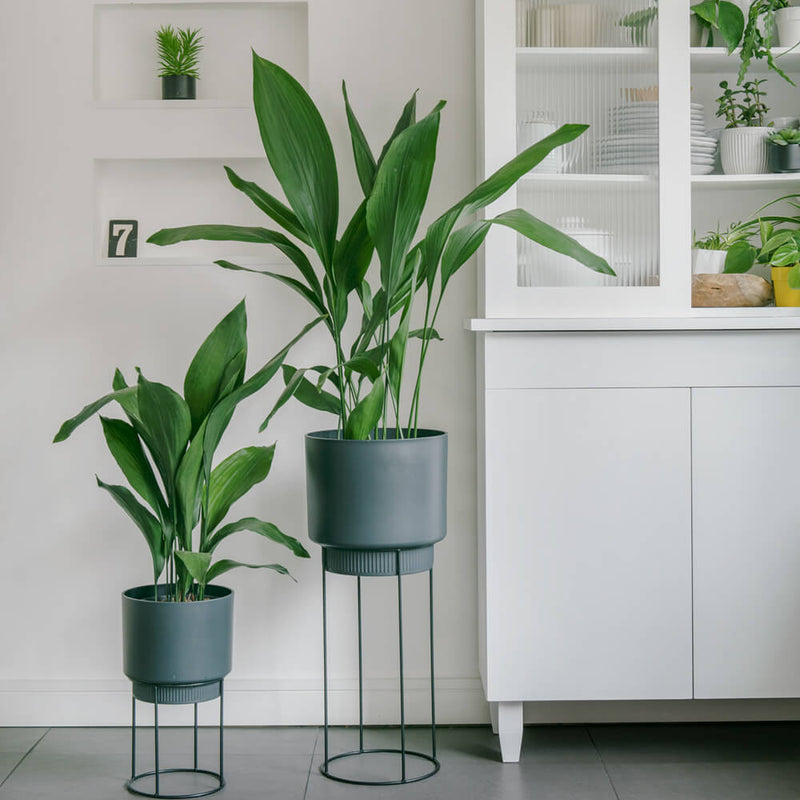 Aspidistra