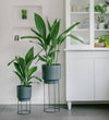 Aspidistra