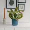 Prayer Plant & Pot