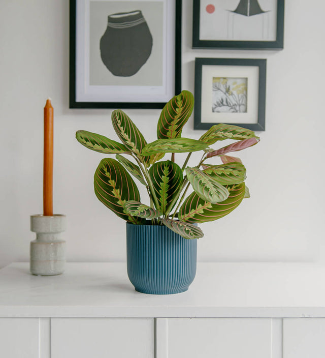 Prayer Plant & Pot