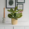 Prayer Plant & Pot