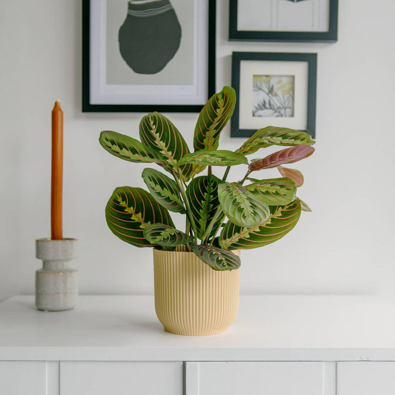 Prayer Plant & Pot