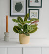 Prayer Plant & Pot