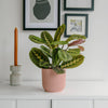 Prayer Plant & Pot