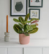 Prayer Plant & Pot