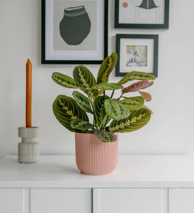 Prayer Plant & Pot