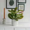 Prayer Plant & Pot