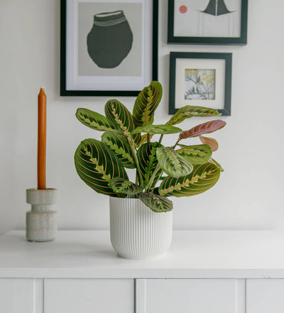 Prayer Plant & Pot