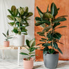 Rubber Plant