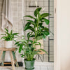 Peace Lily